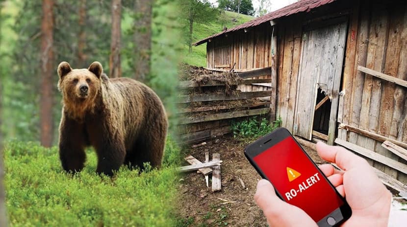Urs detectat în zona Capela! Jandarmii sunt acum în căutare activă!