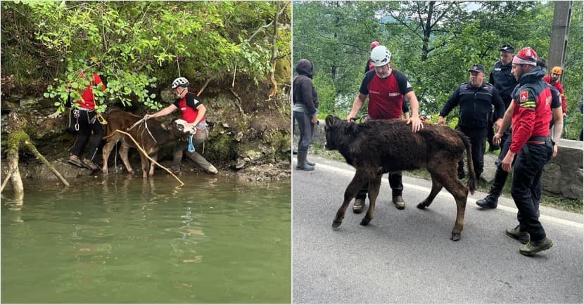  Salvarea Spectaculoasă a Unui Vițel din Nordul Vâlcii lângă Barajul Malaia
