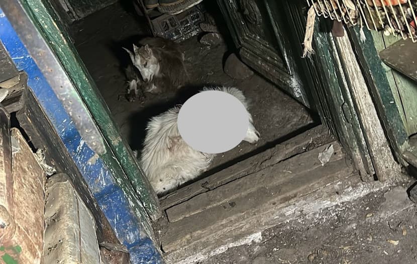 Ursul creează din nou panică în Râmnicu Vâlcea! Animalul a intrat într-o gospodărie, jandarmii intervin!