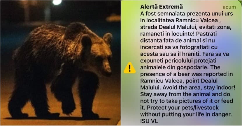 Ursul Revine pe Dealul Malului din Râmnicu Vâlcea!