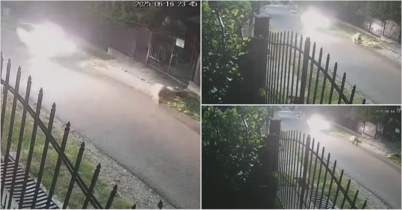 Pui de Urs Vânat cu Mașina pe o Stradă din Vâlcea - Localnicii Cer RO-Alert!