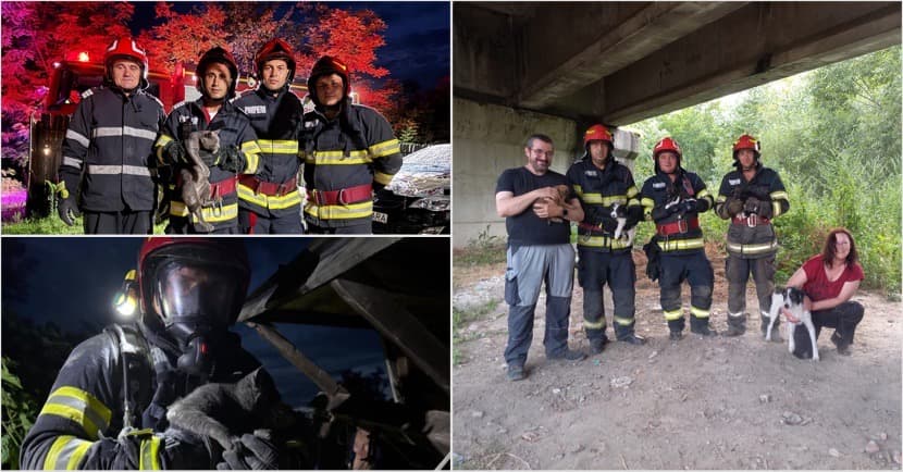 Eroismul pompierilor în acțiune - cățeluși recuperați de sub podeț și un pisoi salvat din fântână